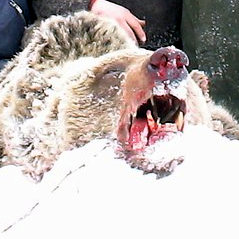 Охота на медведя (Фото № 13)