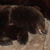 Охота на медведя (Фото № 19)